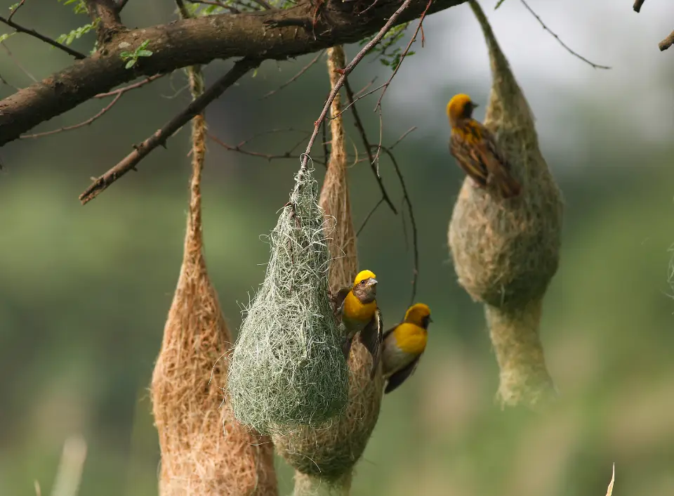baya-bird